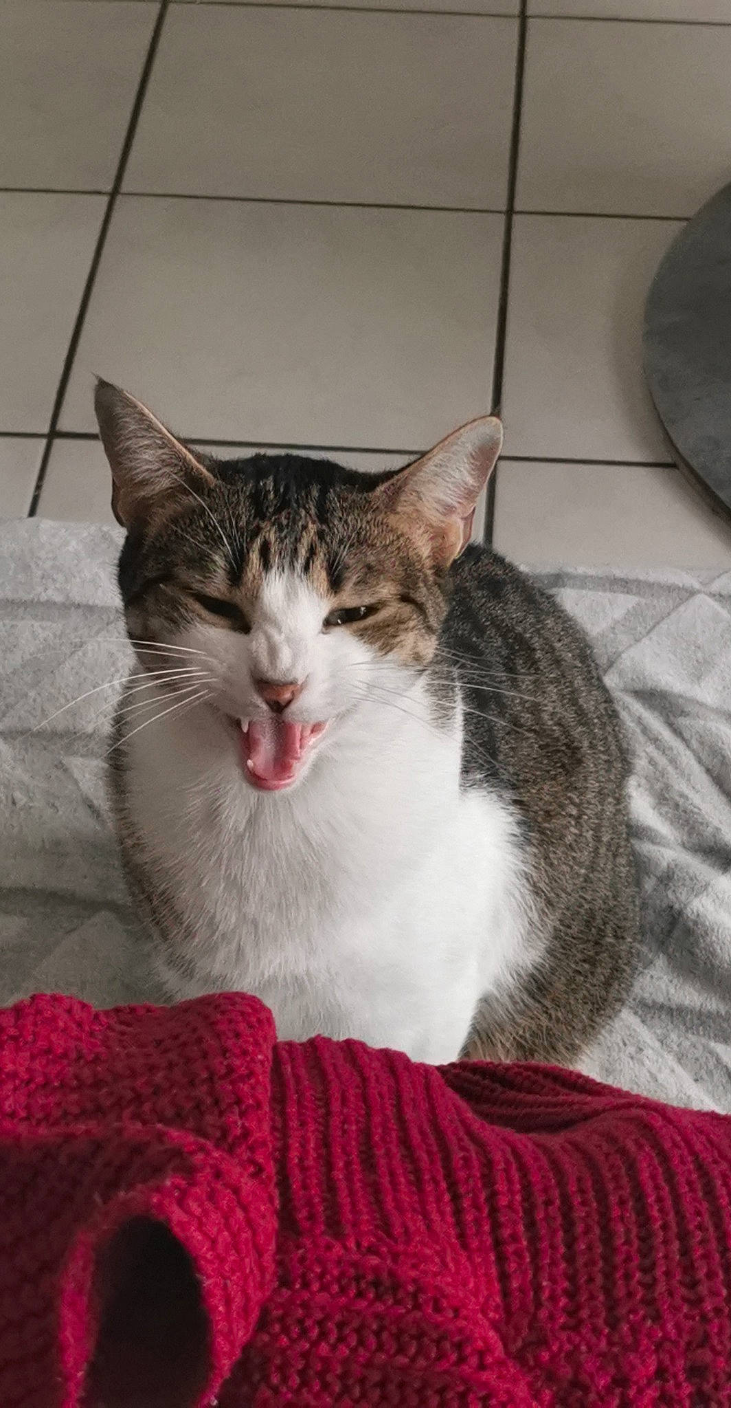 Tesla a rejoint le concours — aidez-le/la à gagner de superbes lots ! carnivore, cat, cat_supply, claw, comfort, domestic_short_haired_cat, felidae, fur, paw, sitting, small_to_medium_sized_cats, snout, whiskers, window