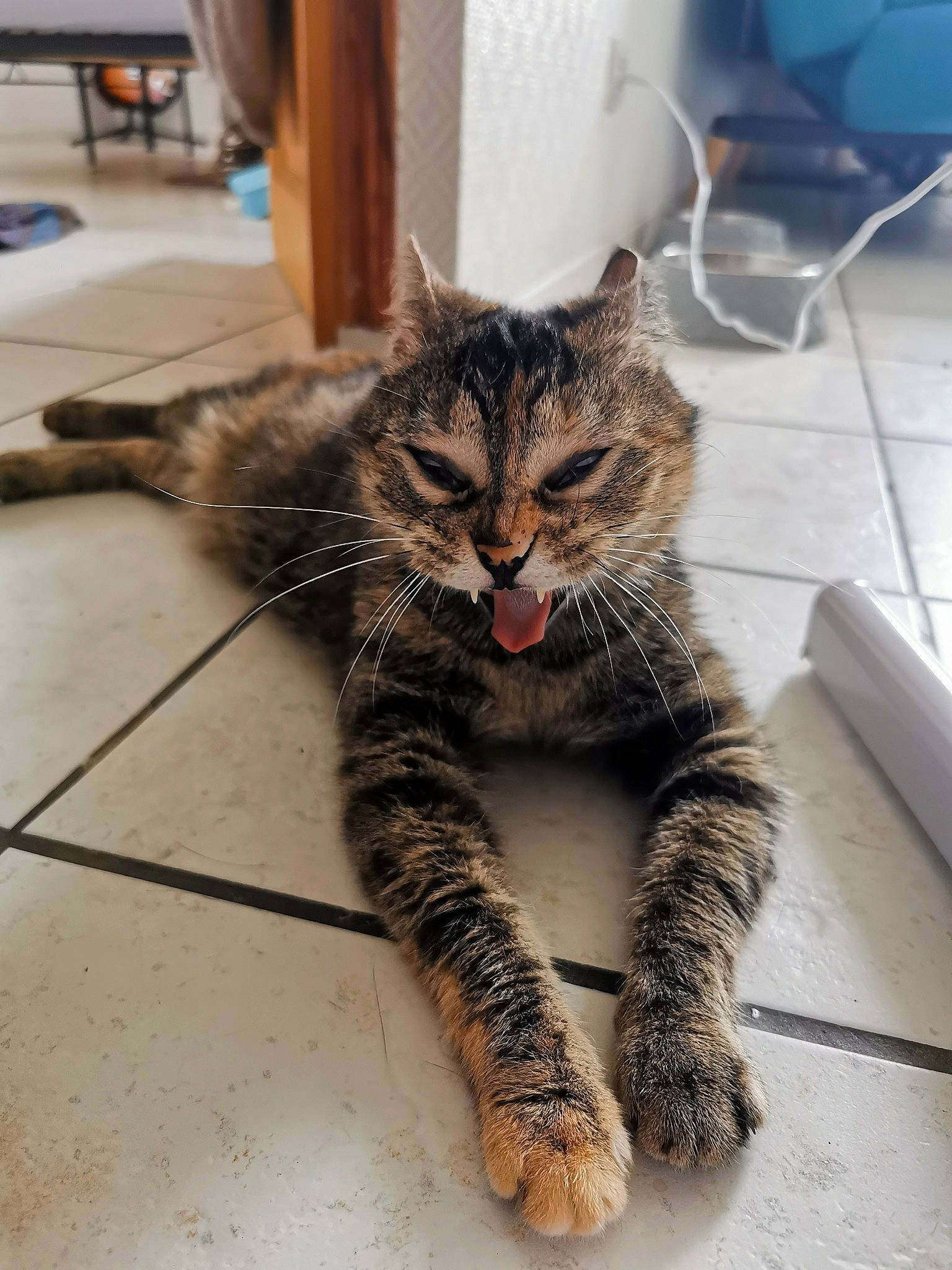 Nouba a rejoint le concours — aidez-le/la à gagner de superbes lots ! carnivore, cat, claw, domestic_short_haired_cat, fawn, felidae, floor, flooring, foot, fur, hardwood, human_leg, paw, sitting, small_to_medium_sized_cats, snout, tail, terrestrial_animal, whiskers, wood