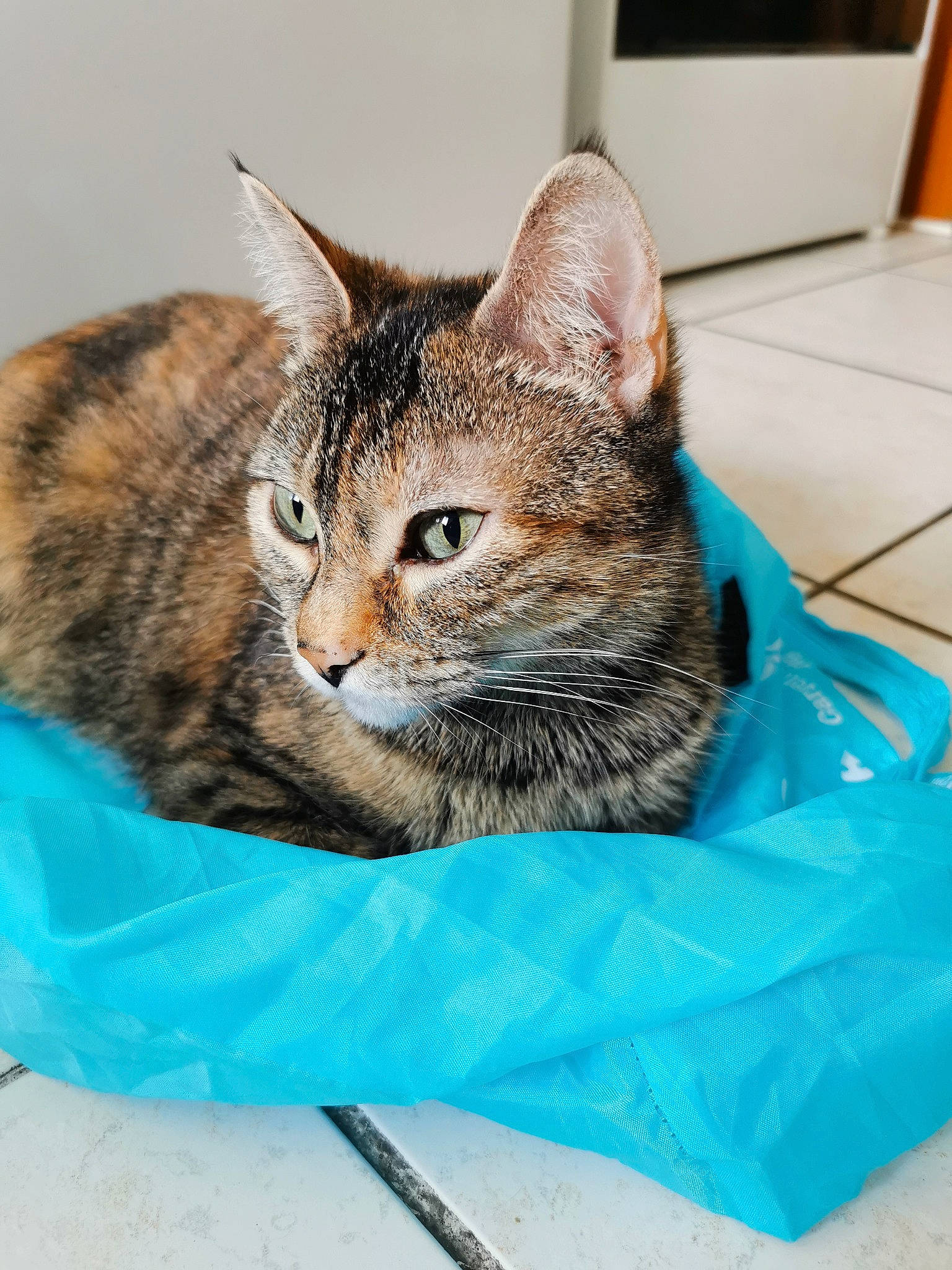 Nouba participe au concours pour gagner de l'argent avec cette photo : art, carnivore, cat, cat_supply, domestic_short_haired_cat, felidae, fur, grass, sitting, small_to_medium_sized_cats, snout, whiskers, wildlife, window