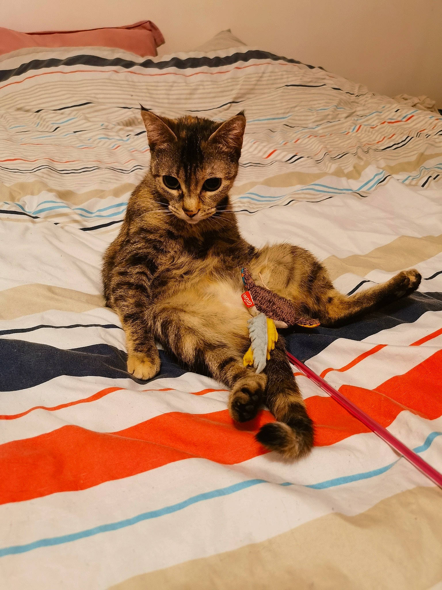 Nouba participe au concours pour gagner de l'argent avec cette photo : bed, bed_sheet, carnivore, cat, claw, comfort, domestic_short_haired_cat, fawn, felidae, flooring, fur, linens, nap, pattern, paw, small_to_medium_sized_cats, snout, tail, terrestrial_animal, whiskers