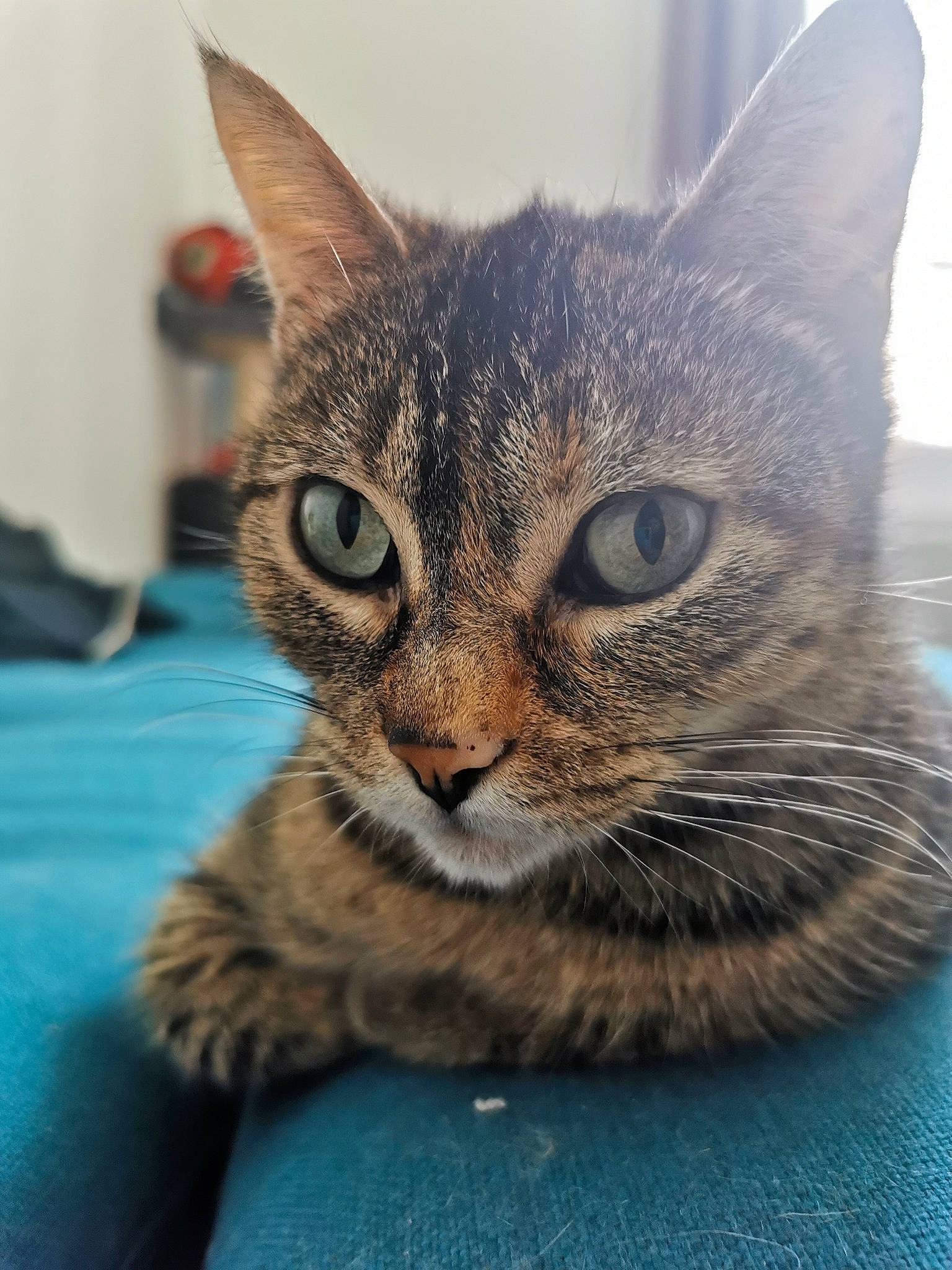 Nouba participe au concours pour gagner de l'argent avec cette photo : carnivore, cat, domestic_short_haired_cat, felidae, fur, grey, paw, sitting, small_to_medium_sized_cats, snout, terrestrial_animal, whiskers, wildlife, window