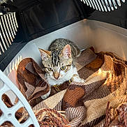 Yoshi participe au concours pour gagner de l'argent avec cette photo : kitten, cat, pet_carrier, blanket, plaid, brown, white, tabby, fur, animal, cute, indoor, cozy, looking_up, young, small, whiskers, ears, eyes, resting