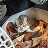 kitten, cat, pet_carrier, blanket, plaid, brown, white, tabby, fur, animal, cute, indoor, cozy, looking_up, young, small, whiskers, ears, eyes, resting