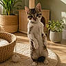 Yoshi participe au concours pour gagner de l'argent avec cette photo : cat, kitten, standing, indoor, rug, woven_basket, plant, potted_plant, cat_tree, wooden_floor, sunlight, shadow, curious, pet, tabby, furniture, cozy, home, animal, cute