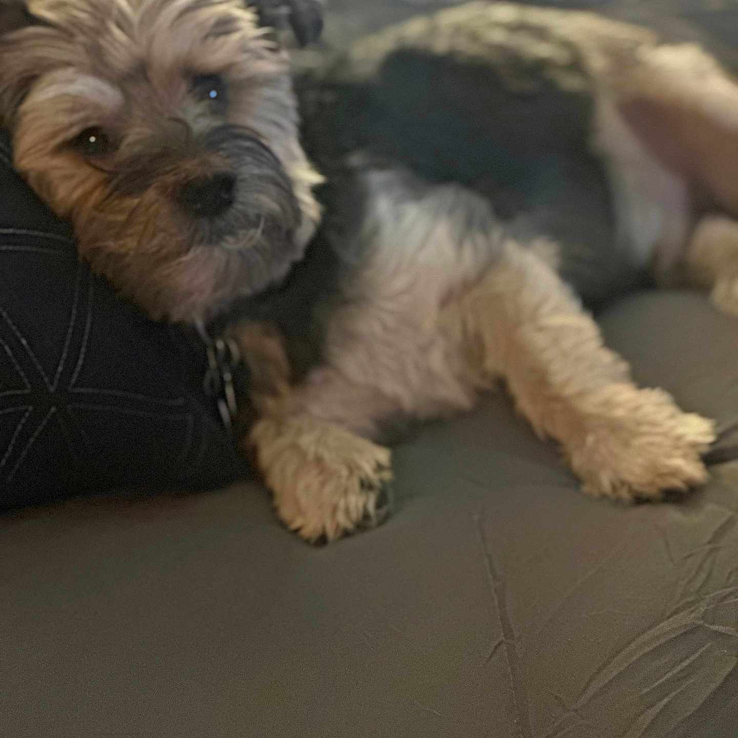 Milo