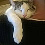 Groot participe au concours pour gagner de l'argent avec cette photo : aegean_cat, cat, cat_like_mammal, domestic_short_haired_cat, european_shorthair, kitten, small_to_medium_sized_cats, snout, whiskers