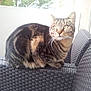 Tygrou a rejoint le concours — aidez-le/la à gagner de superbes lots ! american_shorthair, asian, california_spangled, cat, cat_like_mammal, domestic_short_haired_cat, dragon_li, european_shorthair, fauna, fur, kitten, mammal, small_to_medium_sized_cats, snout, tabby_cat, whiskers, window
