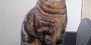 Tygrou a rejoint le concours — aidez-le/la à gagner de superbes lots ! american_shorthair, asian, california_spangled, carnivoran, cat, cat_like_mammal, domestic_short_haired_cat, dragon_li, european_shorthair, fauna, fur, mammal, pixie_bob, small_to_medium_sized_cats, snout, tabby_cat, toyger, whiskers