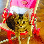 Tygrou a rejoint le concours — aidez-le/la à gagner de superbes lots ! carnivoran, cat, cat_like_mammal, domestic_short_haired_cat, dragon_li, european_shorthair, kitten, play, small_to_medium_sized_cats, whiskers