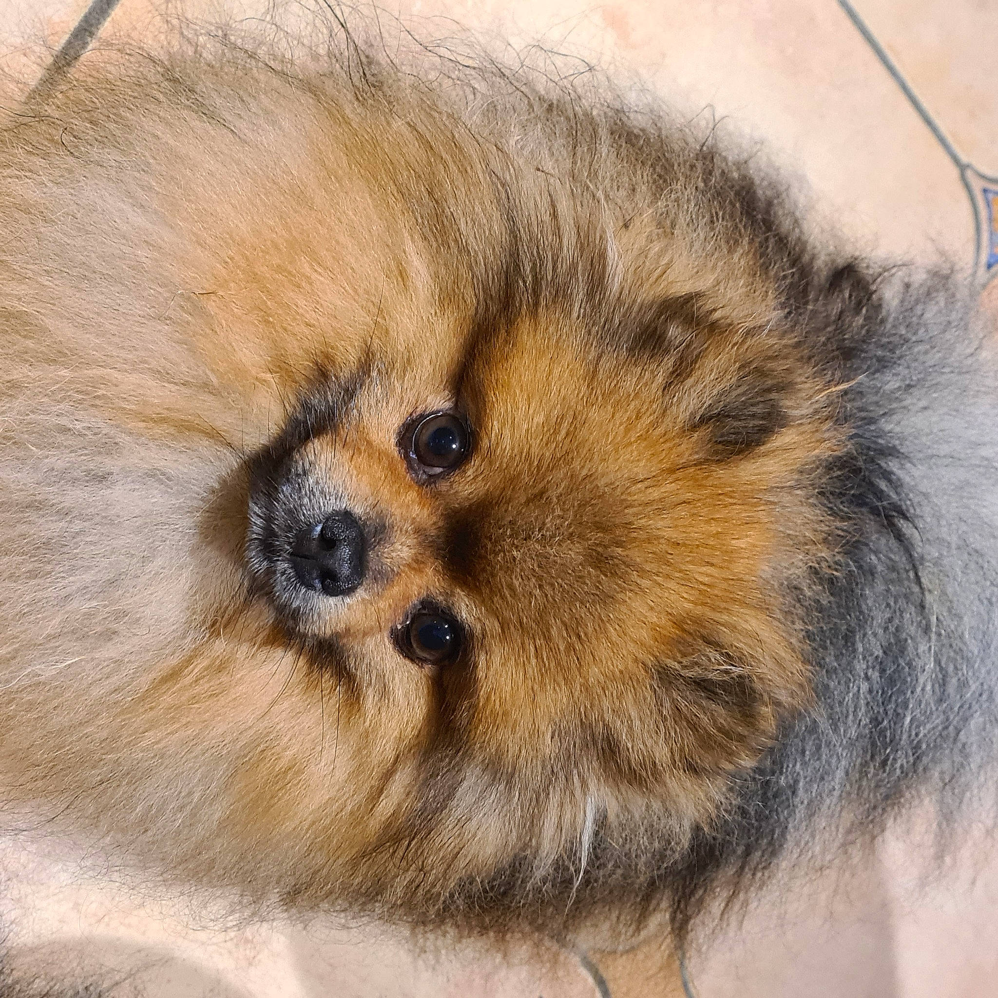 Pitch participe au concours pour gagner de l'argent avec cette photo : canidae, carnivore, companion_dog, dog, dog_breed, fawn, fur, german_spitz, german_spitz_klein, german_spitz_mittel, non_sporting_group, puppy, snout, spitz, sporting_group, terrestrial_animal, toy_dog, whiskers, wildlife, working_animal