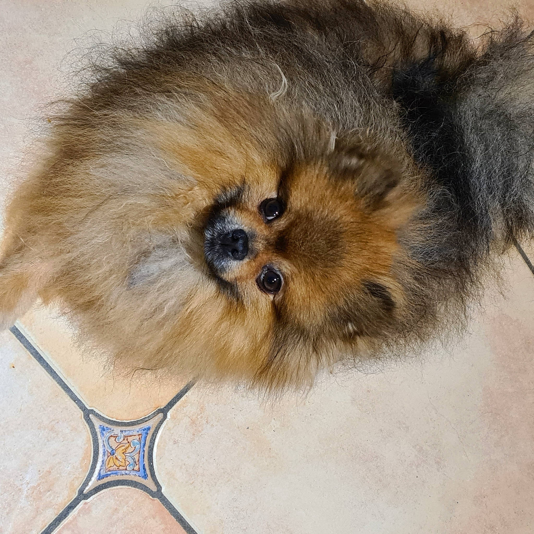 Pitch participe au concours pour gagner de l'argent avec cette photo : art, canidae, carnivore, companion_dog, dog, fashion_accessory, fawn, fur, liver, plant, snout, terrestrial_animal, whiskers, wildlife