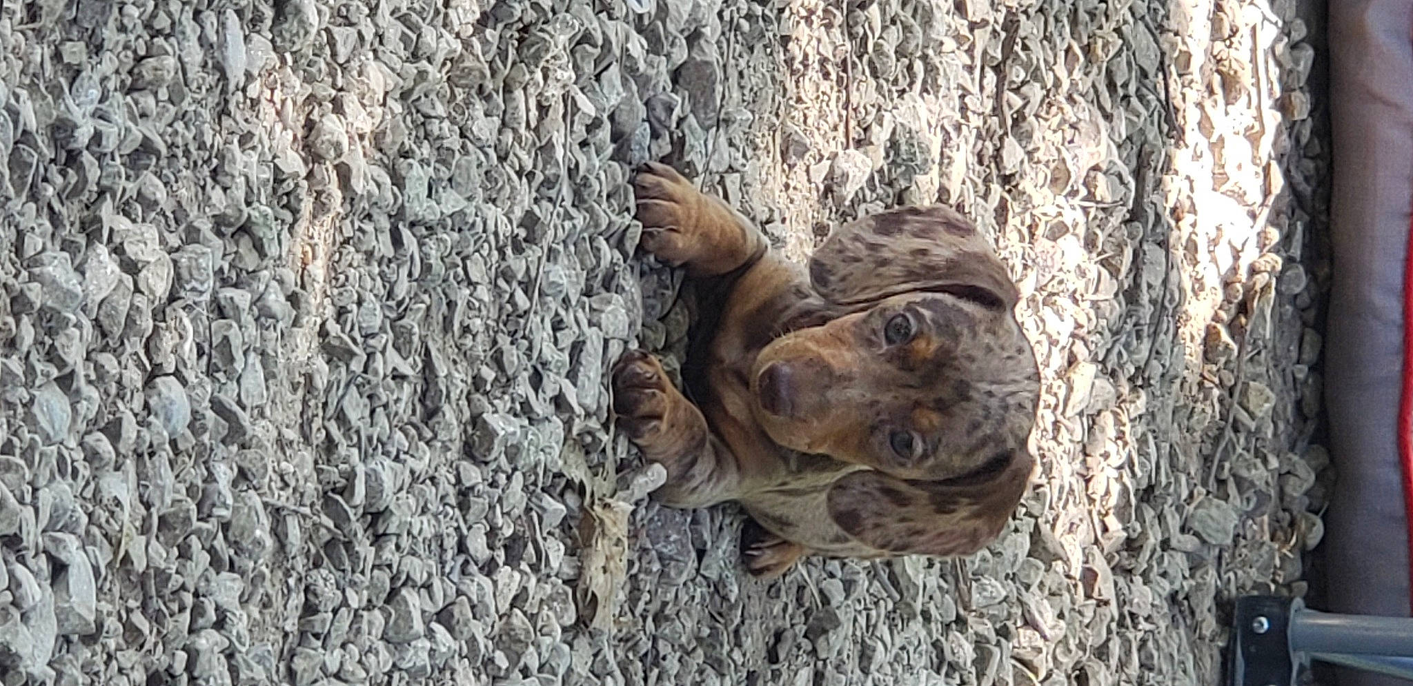 Hennie is registered to the contest to win money with this photo: fawn, plant, tree, trunk, wood