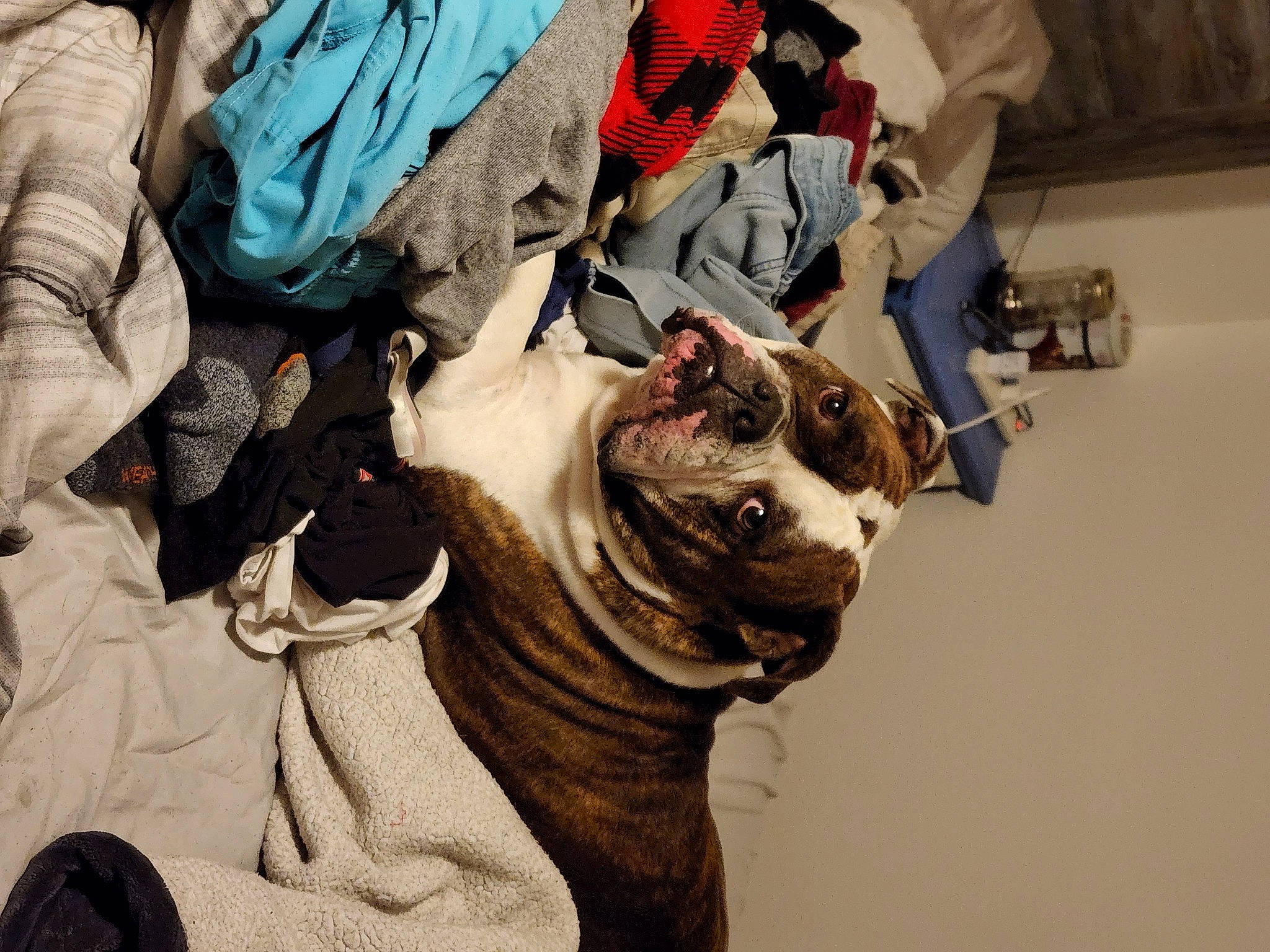 Clyde joined the competition — help win amazing prizes! canidae, carmine, carnivore, comfort, companion_dog, dog_breed, felidae, fur, linens, non_sporting_group, pattern, terrestrial_animal, whiskers, working_animal, wrinkle