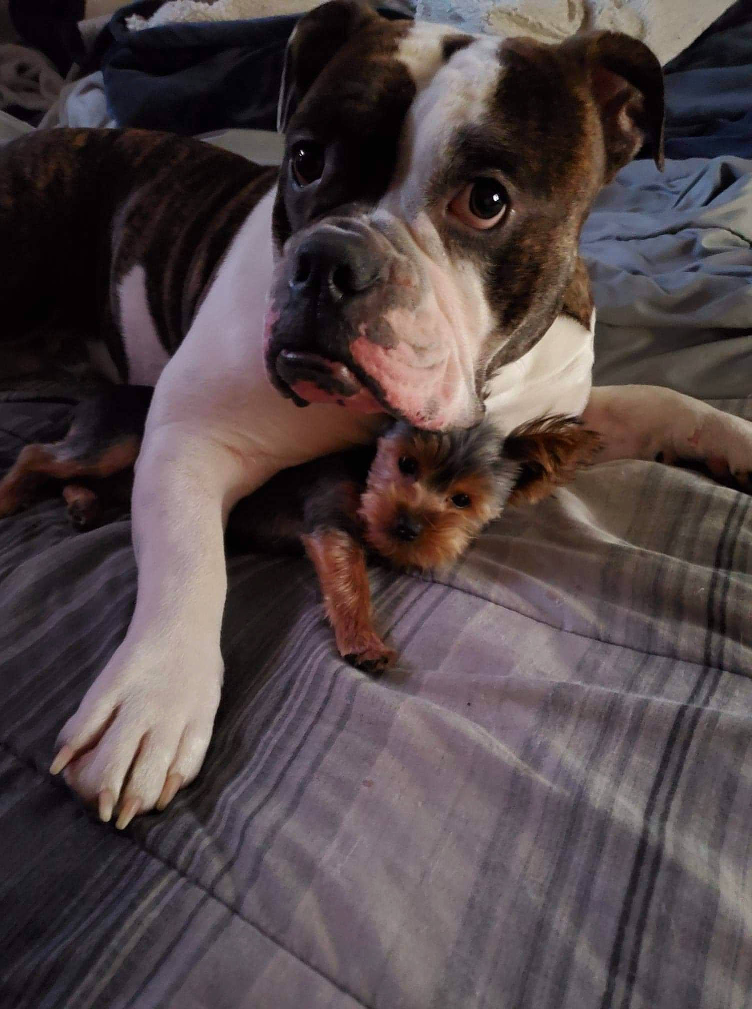 Clyde is registered to the contest to win money with this photo: bored, boston_terrier, carnivore, collar, comfort, companion_dog, dog, dog_breed, fawn, fur, guard_dog, molosser, non_sporting_group, pattern, snout, sporting_group, terrestrial_animal, whiskers, working_animal, working_dog