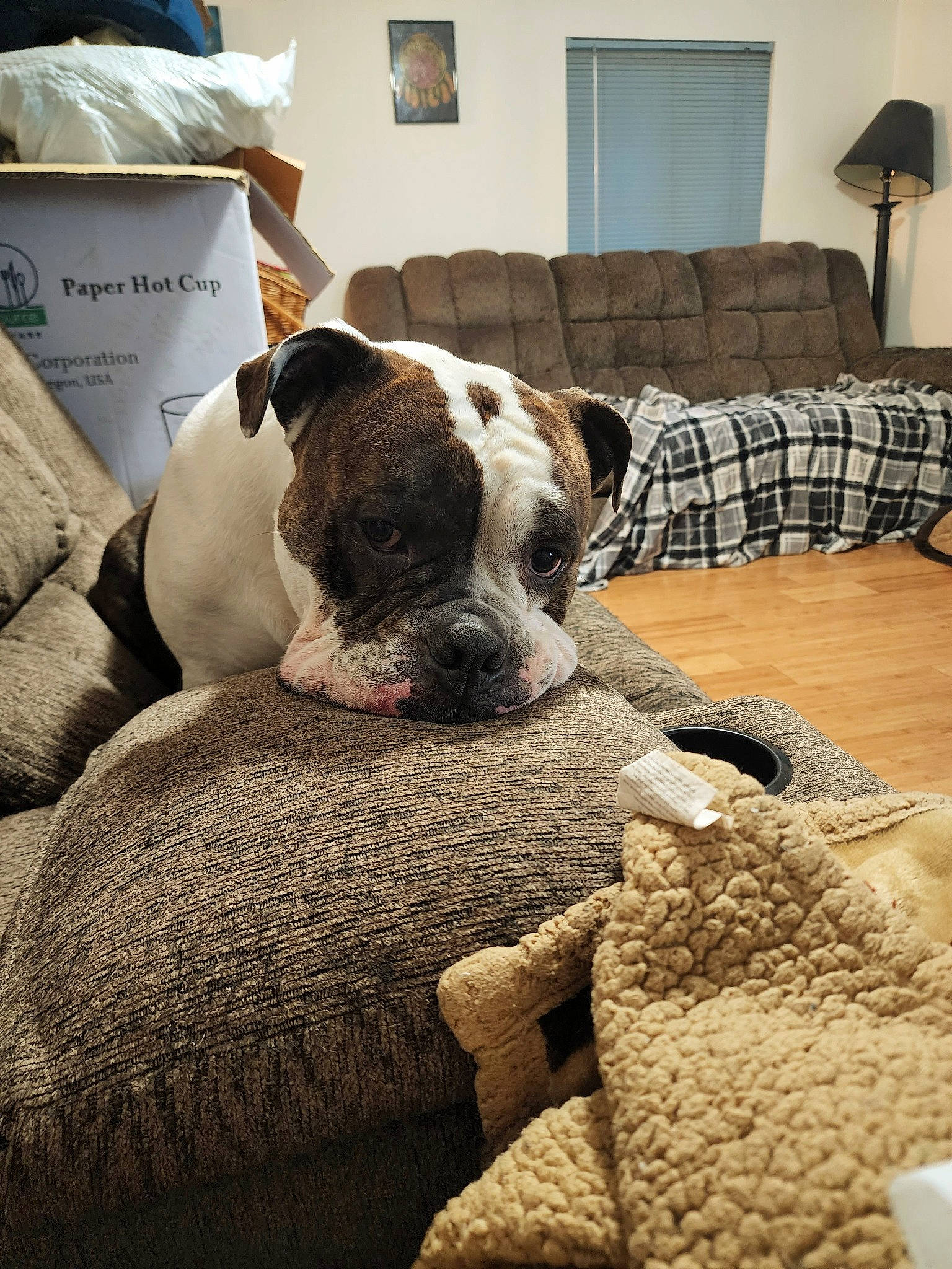 Clyde is registered to the contest to win money with this photo: carnivore, chair, collar, comfort, companion_dog, couch, dog, dog_breed, fawn, flooring, fur, hardwood, home, lamp, room, snout, sporting_group, window, wood, working_animal
