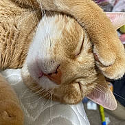 Simba is registered to the contest to win money with this photo: cat, sleeping, ginger_cat, paw, close_up, whiskers, fur, pet, relaxation, domestic_animal, cute, animal_face, peaceful, resting, nose, ear, indoor, soft, mammal, portrait