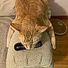 Simba joined the competition — help win amazing prizes! cat, orange_cat, tabby, pet, animal, furniture, couch, remote_control, wooden_floor, indoor, relaxed, close_up, resting, curious, living_room, cozy, domestic, whiskers, ears, paw