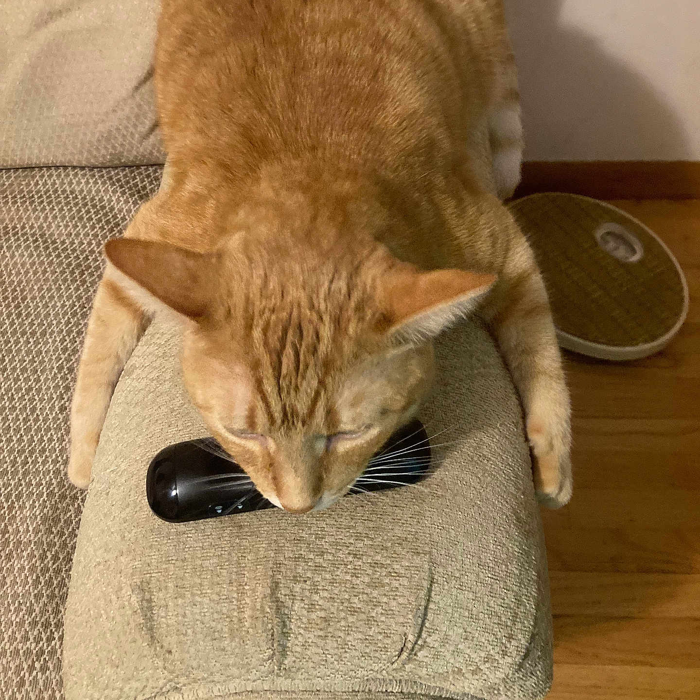 Simba
