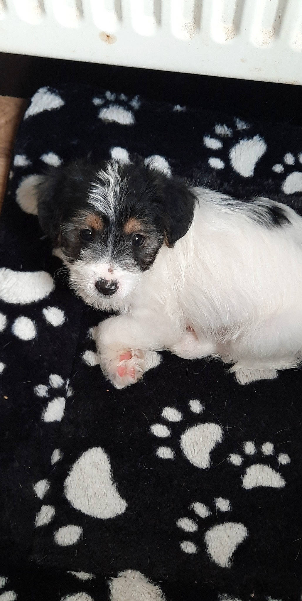 Roxy a rejoint le concours — aidez-le/la à gagner de superbes lots ! canidae, carnivore, companion_dog, dog, dog_breed, fur, maltepoo, non_sporting_group, pattern, paw, puppy, puppy_love, rectangle, small_terrier, snout, sporting_group, terrier, toy_dog, whiskers, working_animal