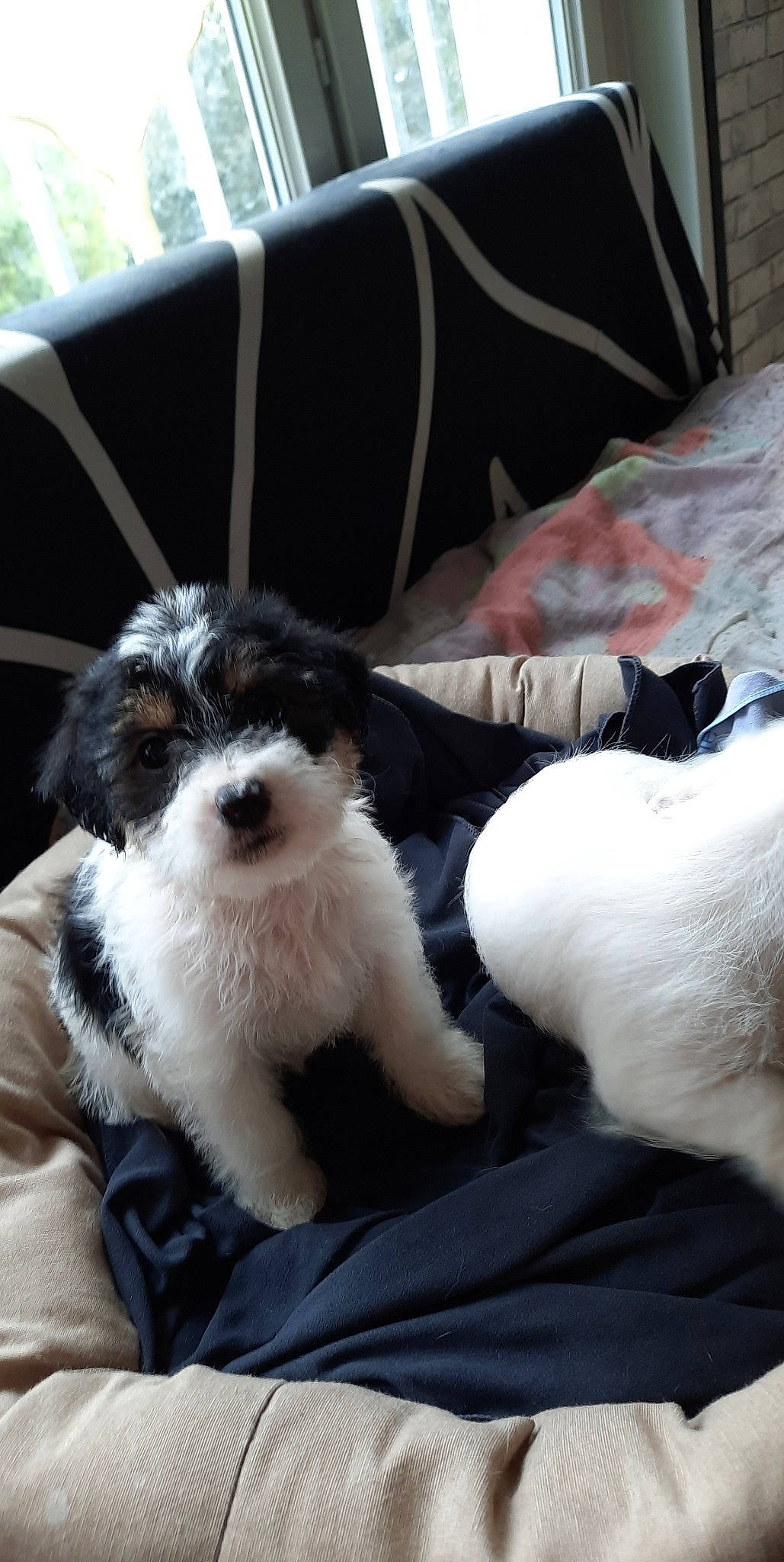 Roxi participe au concours pour gagner de l'argent avec cette photo : canidae, carnivore, comfort, companion_dog, dog, dog_breed, eyewear, fur, maltepoo, mammal, non_sporting_group, puppy, shih_poo, sitting, small_terrier, sporting_group, terrier, toy_dog, vertebrate, working_animal