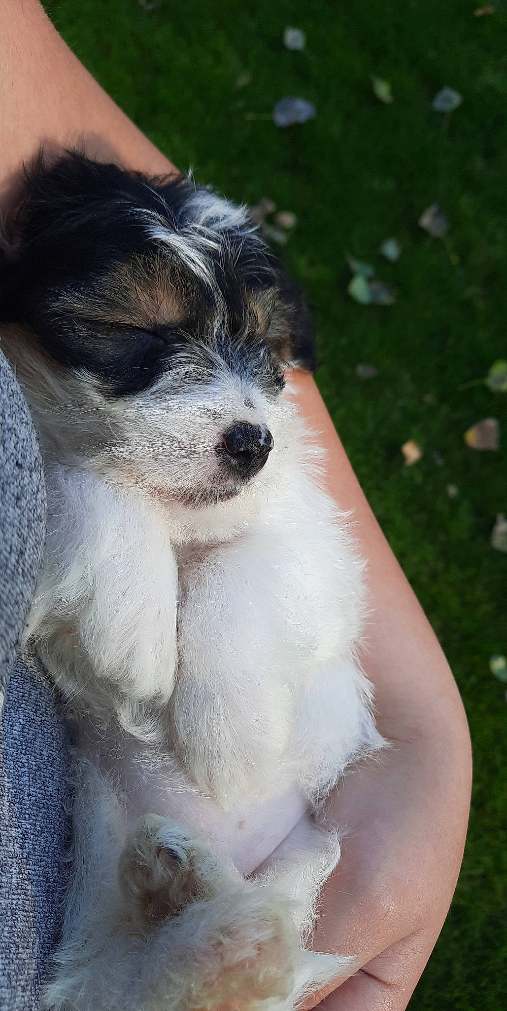 Roxi participe au concours pour gagner de l'argent avec cette photo : canidae, carnivore, companion_dog, dog, dog_breed, fur, sporting_group, terrestrial_animal, terrier, toy_dog, whiskers, working_animal, working_dog