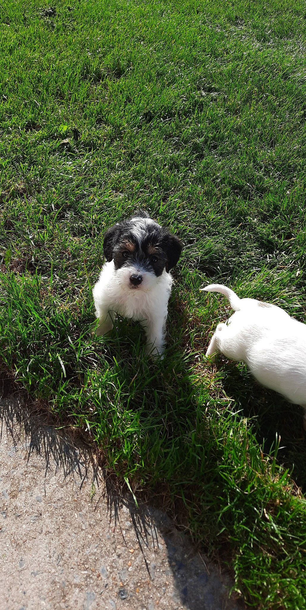 Roxi a rejoint le concours — aidez-le/la à gagner de superbes lots ! canidae, carnivore, companion_dog, dog, dog_breed, grass, groundcover, herb, herding_dog, non_sporting_group, pasture, plant, shrub, soil, sporting_group, tail, terrestrial_animal, terrier, toy_dog, working_animal