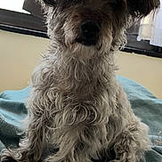 Guadalupe joined the competition — help win amazing prizes! animal, blanket, companion, cozy, curly_fur, curtains, cute, dog, domestic, face, fur, furry, indoor, mammal, paw, pet, resting, scruffy, sitting, window