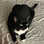 Zimba is registered to the contest to win money with this photo: cat, tuxedo_cat, black_and_white, pet, animal, feline, bed, bedspread, patterned, indoor, looking_up, whiskers, ears, green_eyes, fur, cute, domestic_cat, resting, paws, curious