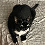 animal, bed, bedspread, black_and_white, cat, curious, cute, domestic_cat, ears, feline, fur, green_eyes, indoor, looking_up, patterned, paws, pet, resting, tuxedo_cat, whiskers