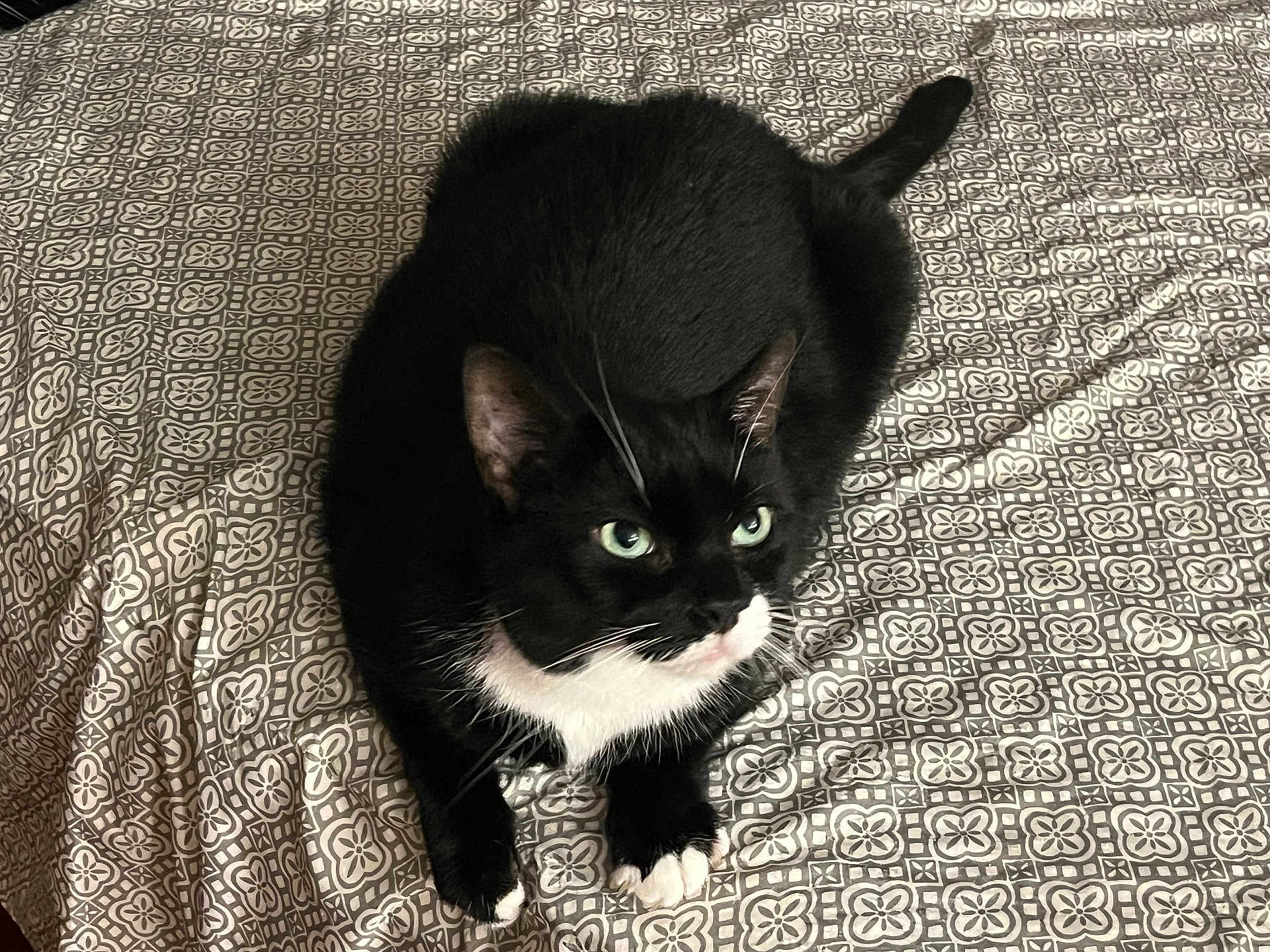 Zimba is registered to the contest to win money with this photo: cat, tuxedo_cat, black_and_white, pet, animal, feline, bed, bedspread, patterned, indoor, looking_up, whiskers, ears, green_eyes, fur, cute, domestic_cat, resting, paws, curious