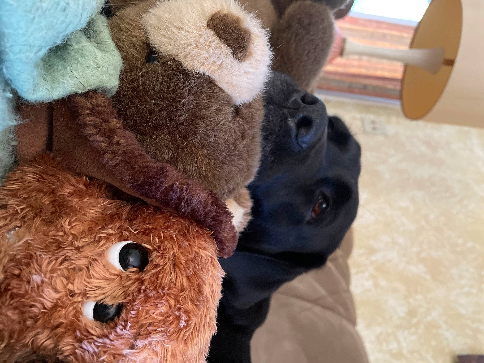 Dorah is registered to the contest to win money with this photo: bear, brown_bear, cap, fawn, fur, mammal, natural_material, panda, plush, snout, stuffed_toy, teddy_bear, terrestrial_animal, textile, toy, vertebrate, wildlife, wood, wool, working_animal