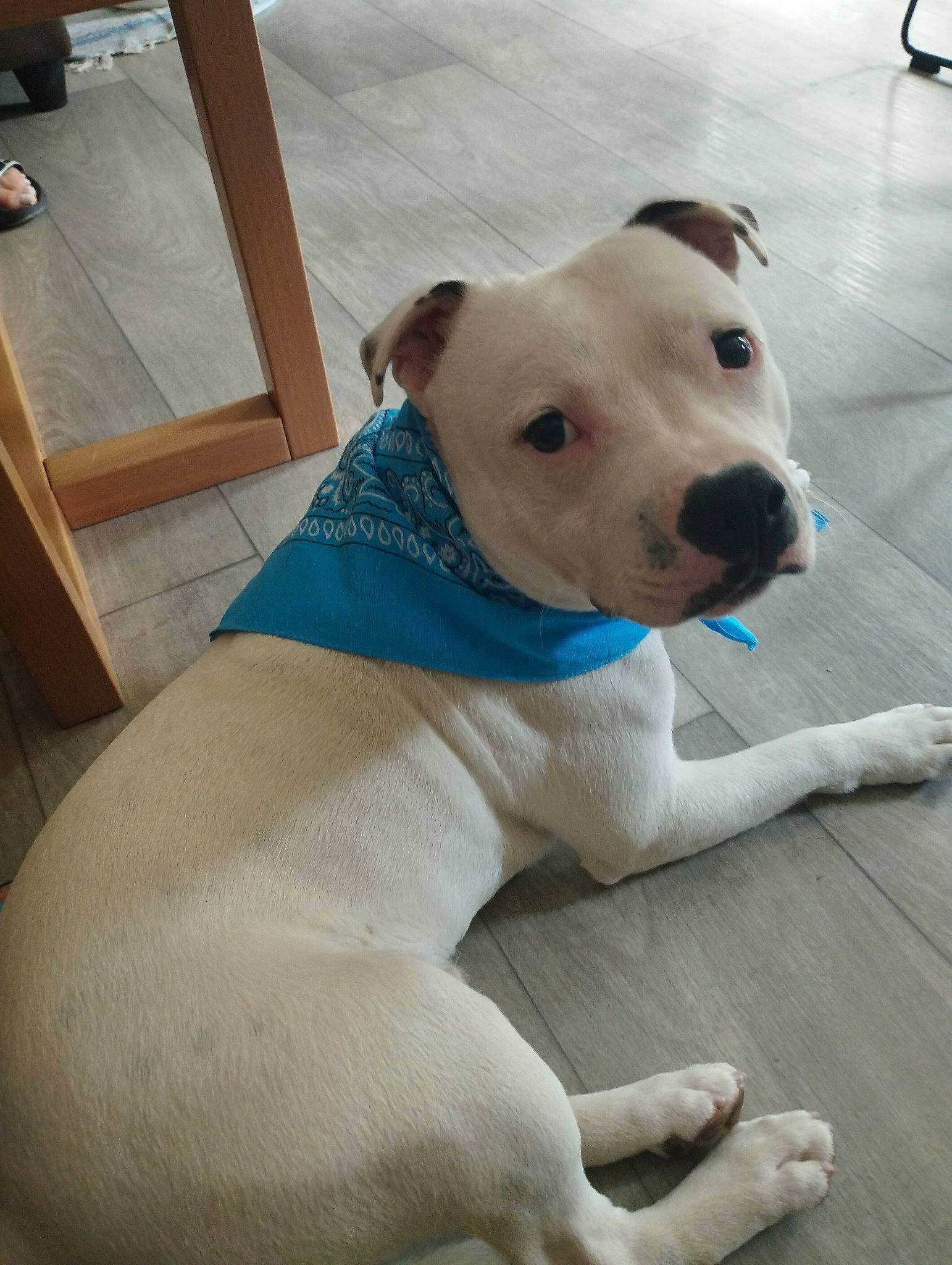 Taygo a rejoint le concours — aidez-le/la à gagner de superbes lots ! canidae, carnivore, collar, companion_dog, dog, dog_breed, dog_collar, dog_supply, dogo_guatemalteco, fawn, flooring, non_sporting_group, pet_supply, snout, sporting_group, tail, terrestrial_animal, whiskers, wood, working_animal