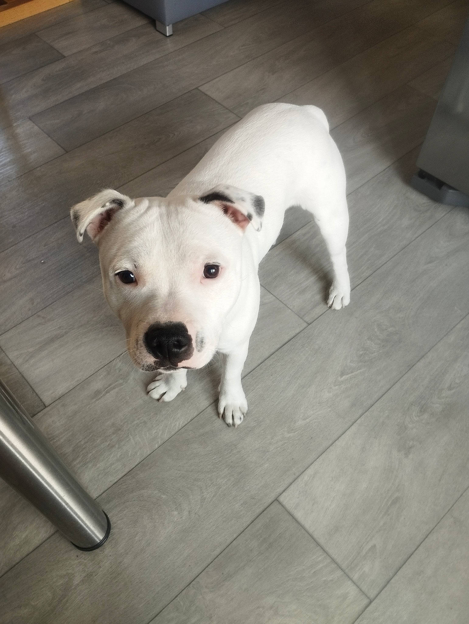 Taygo a rejoint le concours — aidez-le/la à gagner de superbes lots ! carnivore, collar, companion_dog, dog, dog_breed, dog_collar, dogo_guatemalteco, fawn, floor, flooring, hardwood, kitchen_utensil, paw, pet_supply, tableware, tail, toy_dog, whiskers, wood, working_animal