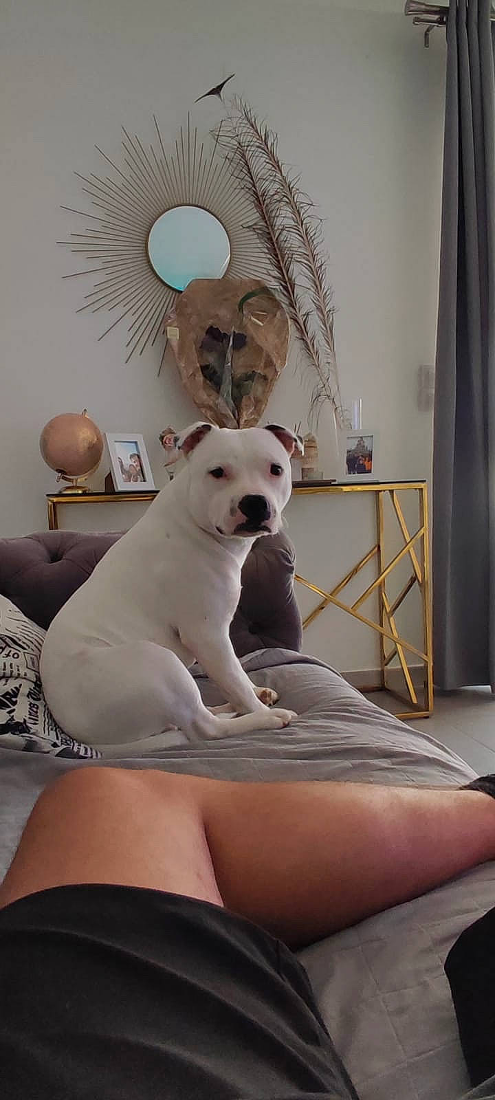 Taygo participe au concours pour gagner de l'argent avec cette photo : art, carnivore, comfort, companion_dog, couch, curtain, dog, dog_breed, fawn, floor, flooring, interior_design, lamp, living_room, mirror, picture_frame, room, white, wood, working_animal