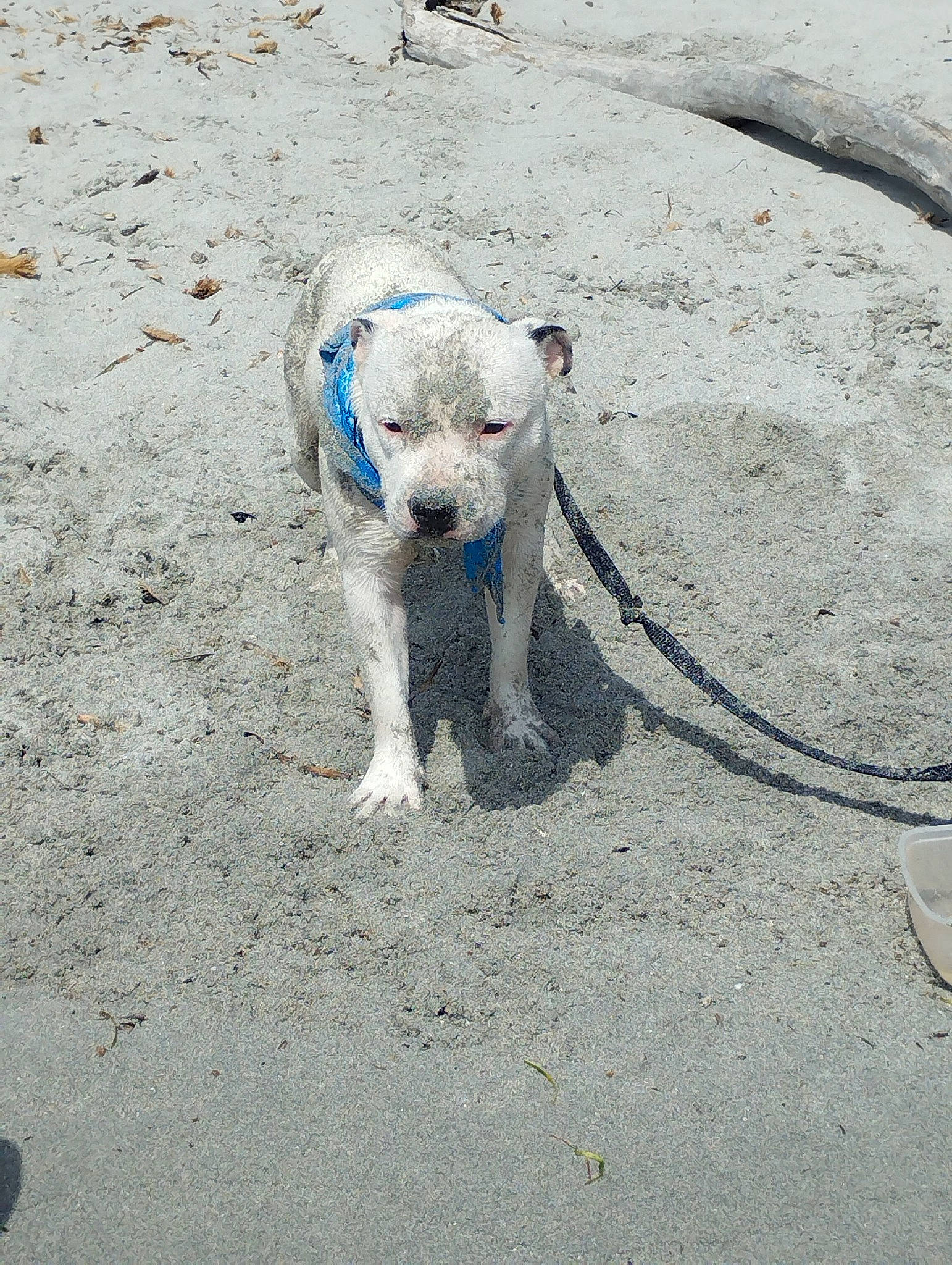 Taygo participe au concours pour gagner de l'argent avec cette photo : asphalt, canidae, carnivore, collar, companion_dog, concrete, dog, dog_breed, dog_clothes, dog_collar, electric_blue, leash, road_surface, sand, snout, soil, sporting_group, tail, terrier, working_animal