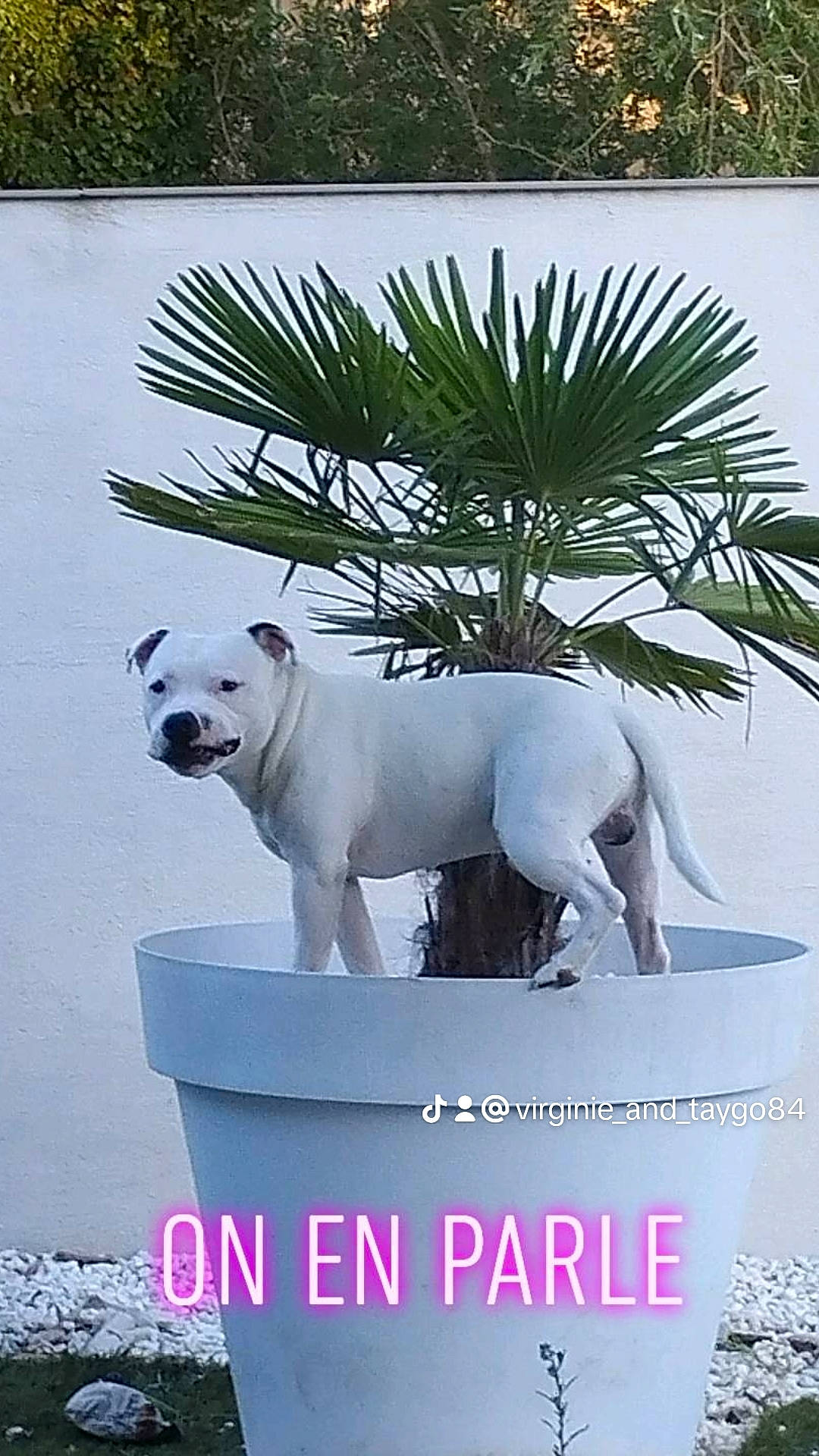 Taygo a rejoint le concours — aidez-le/la à gagner de superbes lots ! ancient_dog_breeds, arecales, canidae, carnivore, collar, companion_dog, dog, dog_breed, dog_collar, fawn, grass, mammal, palm_tree, photo_caption, plant, snout, sporting_group, stairs, tail, tree