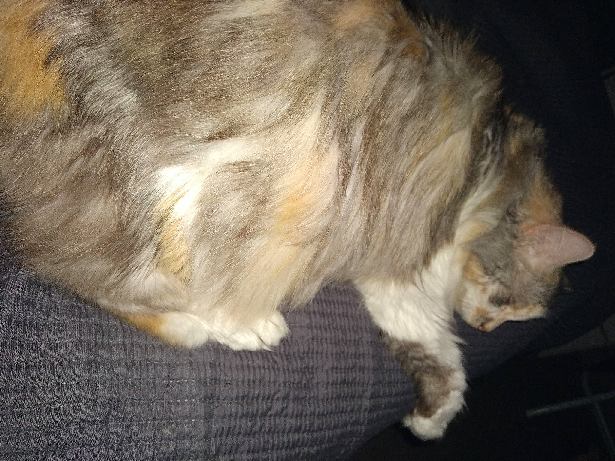 Aglaé a rejoint le concours — aidez-le/la à gagner de superbes lots ! canidae, carnivore, cat, claw, companion_dog, dog_breed, domestic_short_haired_cat, ear, fawn, felidae, fur, paw, small_to_medium_sized_cats, sporting_group, tail, terrestrial_animal, whiskers, wood, working_animal