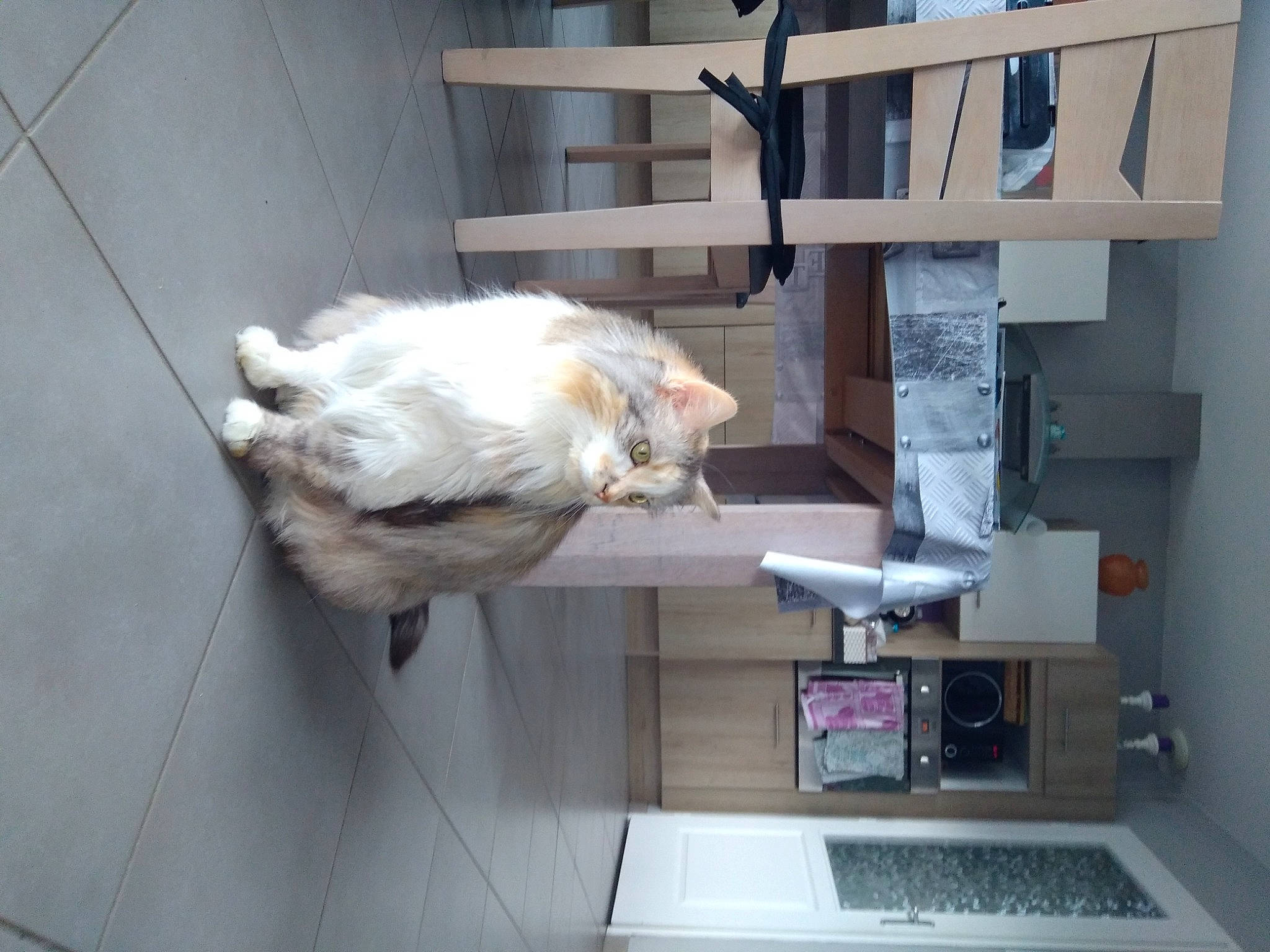 Aglaé a rejoint le concours — aidez-le/la à gagner de superbes lots ! building, carnivore, cat, collar, companion_dog, computer, computer_desk, desk, dog_breed, felidae, floor, flooring, hardwood, laptop, personal_computer, small_to_medium_sized_cats, table, tail, whiskers, wood