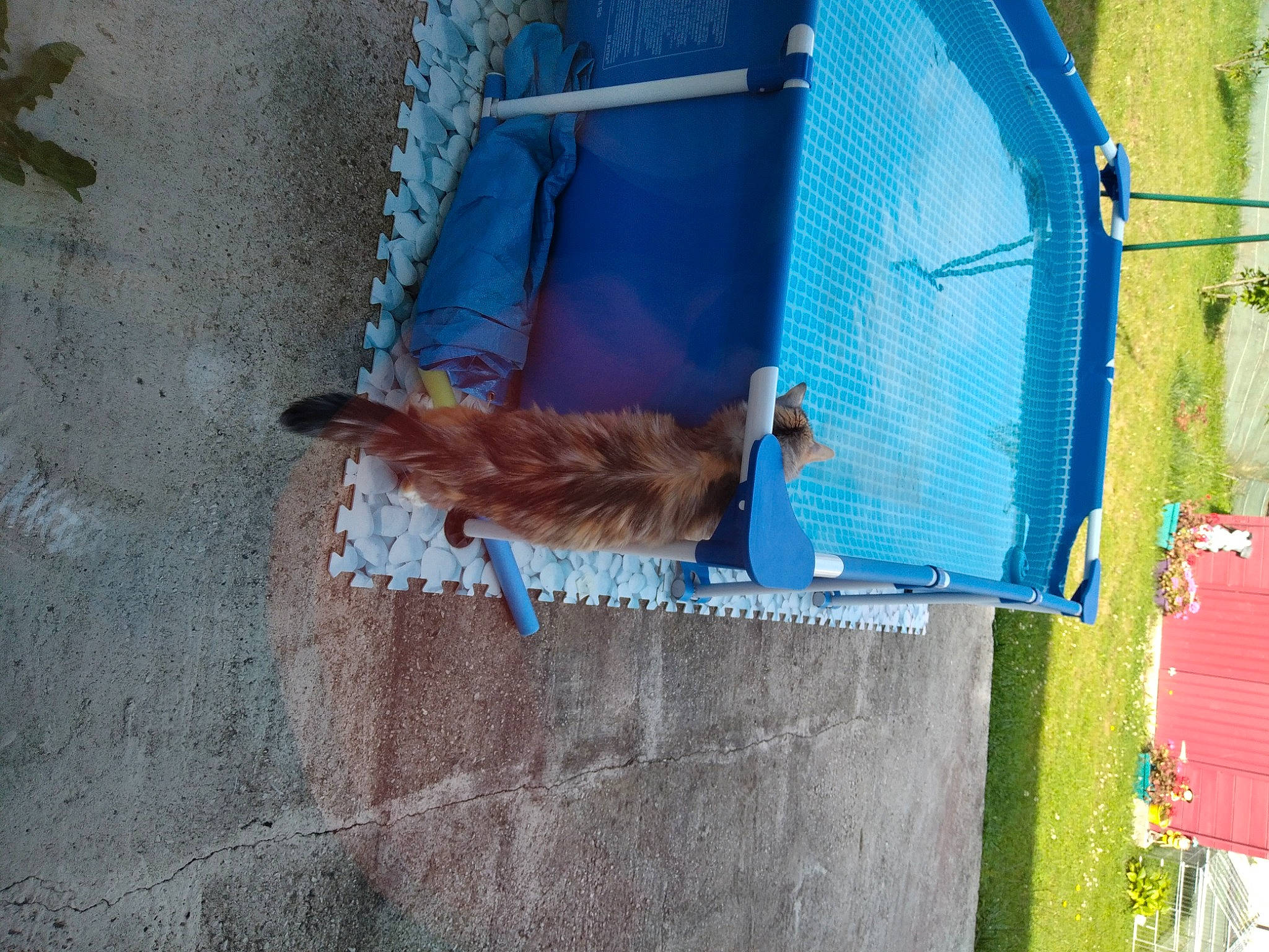 Aglaé a rejoint le concours — aidez-le/la à gagner de superbes lots ! building, carnivore, chain_link_fencing, concrete, dog, dog_breed, dog_supply, door, electric_blue, leisure, mesh, net, outdoor_play_equipment, pet_supply, plant, road_surface, sporting_group, tail, tarpaulin, window