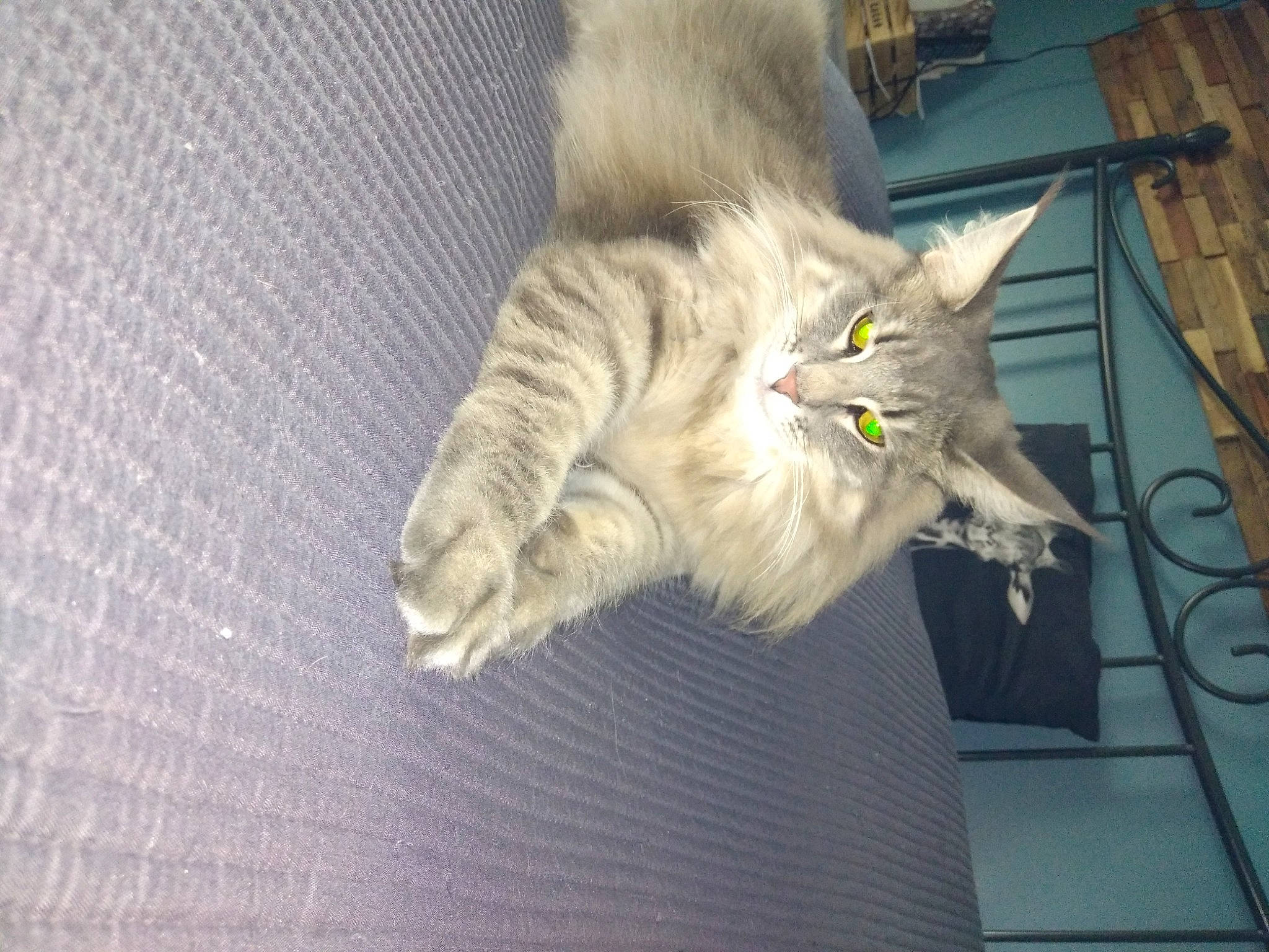 Ramone De La Pomponnette a rejoint le concours — aidez-le/la à gagner de superbes lots ! carnivore, cat, claw, domestic_short_haired_cat, fawn, felidae, fur, gesture, grey, norwegian_forest_cat, paw, small_to_medium_sized_cats, snout, tail, whiskers, wood