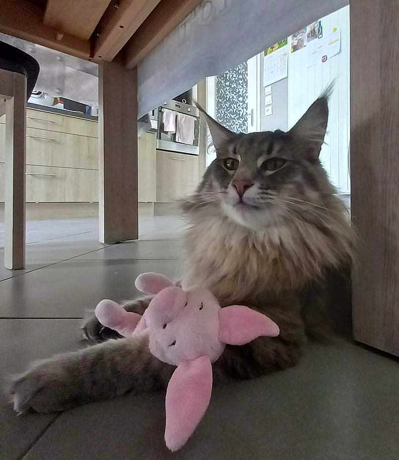 Ramone De La Pomponnette