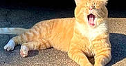 Leo is registered to the contest to win money with this photo: animal, cat, cute, daylight, domestic_cat, feline, four_legs, fur, ginger_cat, mammal, outdoor, pavement, pet, relaxed, resting, sunlight, tabby, tail, whiskers, yawning