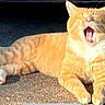animal, cat, cute, daylight, domestic_cat, feline, four_legs, fur, ginger_cat, mammal, outdoor, pavement, pet, relaxed, resting, sunlight, tabby, tail, whiskers, yawning