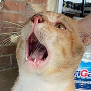 Leo joined the competition — help win amazing prizes! animal, background, brick_wall, cat, close_up, domestic_cat, expression, eye, face, fur, head, indoor, mouth_open, nose, orange_cat, pet, teeth, tongue, whiskers, yawning