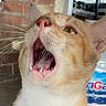 animal, background, brick_wall, cat, close_up, domestic_cat, expression, eye, face, fur, head, indoor, mouth_open, nose, orange_cat, pet, teeth, tongue, whiskers, yawning