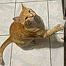 Leo joined the competition — help win amazing prizes! animal, cabinet, cat, curious, cute, domestic_cat, ears, feline, floor, home, indoor, looking_up, mammal, orange_tabby, paw, pet, playful, tail, tile, whiskers