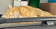 Leo is registered to the contest to win money with this photo: cat, ginger_cat, resting, relaxed, indoor, box, orange_fur, animal, pet, lying_down, feline, sleepy, closeup, domestic_cat, whiskers, ears, face, fur, background, surface