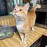 Leo is registered to the contest to win money with this photo: animal, cat, counter, curious, cute, domestic, domestic_cat, ears, feline, household, indoor, kitchen, looking_up, microwave, orange_tabby, pet, plastic_bag, tabby, whiskers, wooden_surface