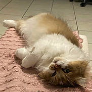 Aru a rejoint le concours — aidez-le/la à gagner de superbes lots ! blanket, cat, closeup, cozy, feline, fluffy, green_eyes, home, indoor, long_hair, lying_down, nose, paw, pet, pink_blanket, portrait, relaxed, smartphone, tile_floor, whiskers