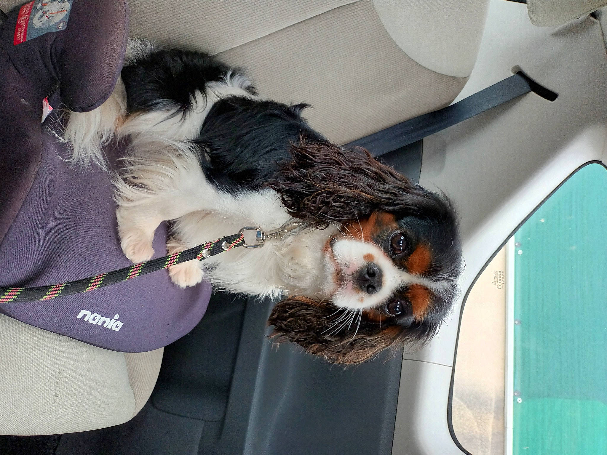 Silver a rejoint le concours — aidez-le/la à gagner de superbes lots ! canidae, carnivore, cavalier_king_charles_spaniel, collar, companion_dog, corn_on_the_cob, dog, dog_breed, dog_clothes, dog_crate, dog_supply, fur, paw, pet_supply, snout, spaniel, sporting_group, tail, toy_dog, whiskers